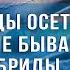 Все виды осетров и их возможные гибриды