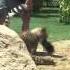 Cheetah Run Running Demonstration At Busch Gardens Tampa