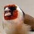 Major Goldfinch Aviary Birds