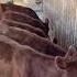 5 Red Heifers Enjoying Life In Israel