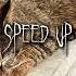 Уличная жизнь Speed Up