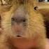 My Emotions Are So Stable Capybara