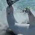 Beachgoers Help Stranded Shark Back Into The Water At Florida Beach ABC News