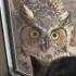 Cat Guards House As Owl Stares Through Window