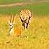 Cheetah Vs Gazelle Trending Animals Cheetah Gazelle Viralvideo Wildlife Youtubeshorts Shorts