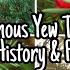 The Yew Tree The Tree Of Death Rebirth Deadly Toxic Facts History Folklore