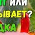 Перец ЧИЛИ Неужели им можно лечить гастрит язву и рак желудка