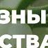 Омела белая полезные свойства применение в народной медицине рецепты Захар Травник