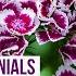 30 Amazing Perennials That Bloom All Summer