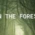 In The Forest Acoustic Indie No Copyright Instrumental