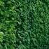 FAST GROWING SHRUBS AND BUSHES FOR CREATING PRIVACY