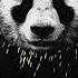 Panda Desiigner Mega Mix Ft Fabulous Futuristic T Pain Dax Merkules Joyner Lucas