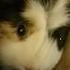 Listen To My Heartbeat Guineapig Musically