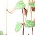 BEST TIPS HOW TO CARE FOR STRING OF HEARTS CEROPEGIA WOODII