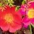 NEW VIDEO UP Portulaca In Bloom Prettyflowers Prettyblooms Portulaca