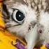 Angry Biting Owl Burrito Little Owl Unya In A Wrap