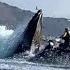 Whale Swallows Two Women In Kayak And Then