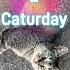 SATURDAY Is CATURDAY Caturday Meow Kitty Kittycat