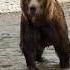 Huge Grizzly Bear Gets A Warning Alaska Grizzlies