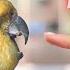 5 Ways To Lose Your Bird S Trust