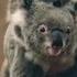 Koalas 101 Nat Geo Wild