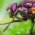 10 Hours Of Fly Buzzing Animal Sounds With Peter Baeten