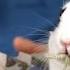 How To Determine A Rabbit S Age Pet Rabbits