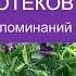 От отеков ног Настрой Сытина Г Н с матрицей Гаряева П П на суставы поясницу и ноги