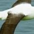 A Royal Albatross Can Fly For 13 Straight Months Into The Wild New Zealand Smithsonian Channel