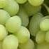 Thompson Seedless And Other Seedless Green Grape Varieties