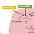 Amino Acid Catabolism Transamination Deamination Urea Cycle