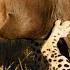 Cheetahs High Speed Hunters Of The Savannah Free Documentary