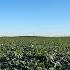 Lethbridge Sugar Beet Harvest 2021 Providing Sugar For Southern Alberta