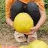 The Orphan Girl Harvested Grapefruit To Sell And Cut Weeds Around The House