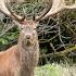 22HUNTS New Zealand Red Stag Hunting With BJ Holdsworth And Amplehunting