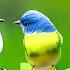 Relaxing Bird Sounds 4K Birds Singing Heal Stress Anxiety And Depression Heal The Mind