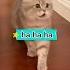 Ha Ha Ha Cute Cat Funny Video