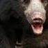 Sloth Bear Daroji