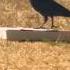 Crow Vs Pizza Box