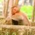 Cute Tiny Luno Blissful Moment So Adorable Baby Monkey