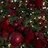 A Romantic Christmas Tree Redchristmas Aestheticchristmas Traditionalchristmas Christmasdecor