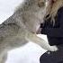 GIRL HOWLS WITH GIANT WOLVES