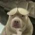 Cute Pitbull Is So Sweet Koochi Koochi Koo BabyPets Shorts