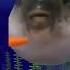 Fish Eating Carrot Minecraft Boss