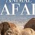 Animal Safari 4K Scenic Wildlife Film With African Music