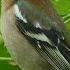 Пение зяблика Голоса птиц Common Chaffinch Song AllVideo