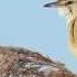 Drosselrohrsänger Great Reed Warbler Acrocephalus Arundinaceus