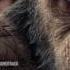 War For The Planet Of The Apes Soundtrack End Credits Michael Giacchino