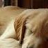 Relaxing Music For Dogs For 12 Hours Calmness And Deep Sleep