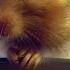 Inside A Hamster S Cheeks Pets Wild At Heart Episode 1 Preview BBC One